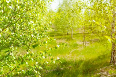 Bahar arka plan ağaçlarda yeni yeşil yaprakları