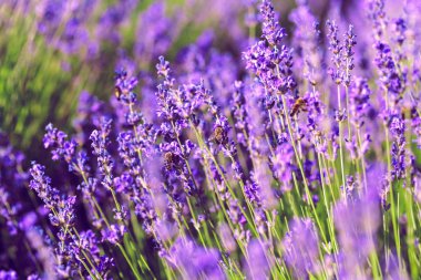 Yazın güzel lavanta tarlaları