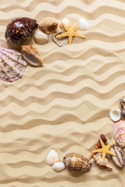  Deniz kabuğu Plajı kum üzerinde