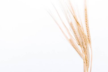 Beyaz arkaplanda yalıtılmış buğday kulakları