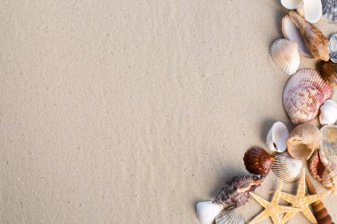 Arka planda kum olan deniz kabukları
