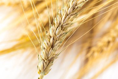 Beyaz arkaplanda yalıtılmış buğday kulakları