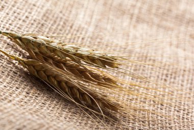 Kulakları buğday bir Sim Tarih