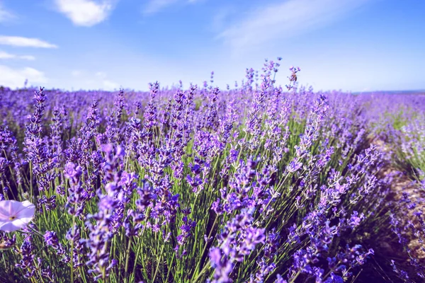 beautiful Lavender Field in the summer