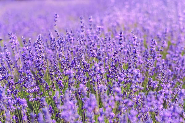 Belo Campo Lavanda Verão — Fotografia de Stock