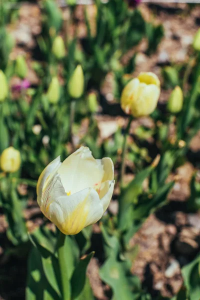 春のカラフルなチューリップの庭 — ストック写真