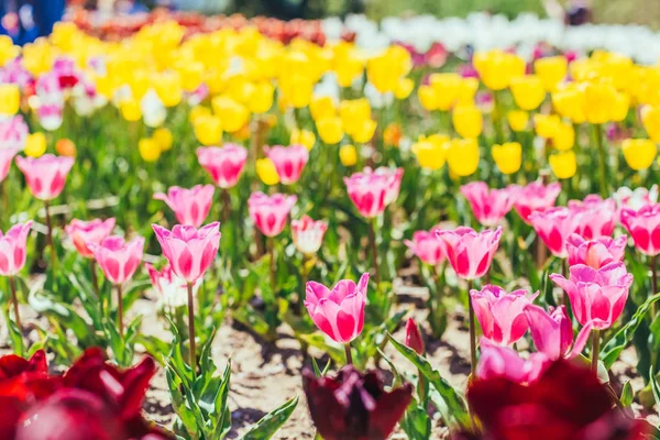 Барвистий Сад Тюльпанів Навесні — стокове фото