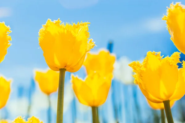 Colorful Tulips Tulips Spring — Stock Photo, Image