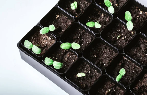 Brotes Jóvenes Que Crecen Suelo Primavera Primer Plano —  Fotos de Stock