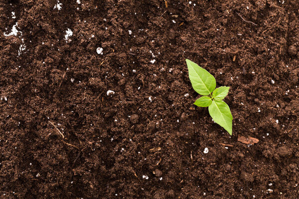 Seedling green plant surface top view textured background