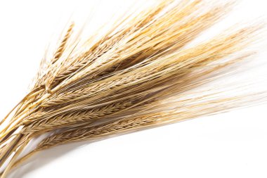 Beyaz arkaplanda yalıtılmış buğday kulakları