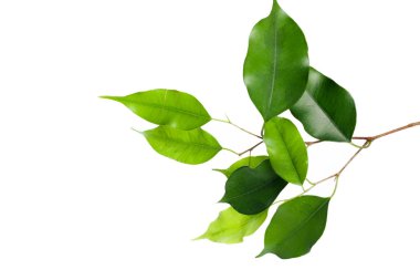 beyaz zemin üzerinde izole Ficus bırakır 