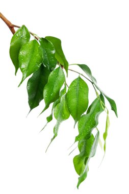 beyaz zemin üzerinde izole Ficus bırakır 