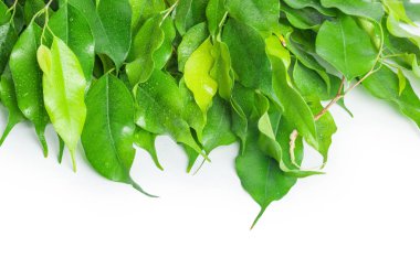 beyaz zemin üzerinde izole Ficus bırakır 