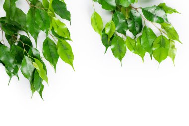 beyaz zemin üzerinde izole Ficus bırakır 