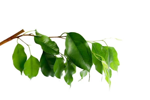 Ficus Verlaat Geïsoleerd Witte Achtergrond — Stockfoto