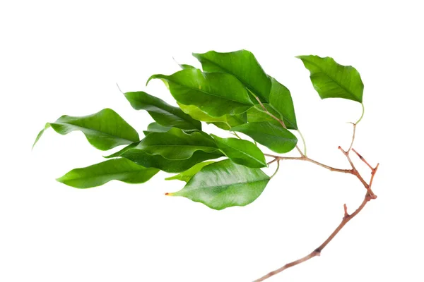 Ficus Verlaat Geïsoleerd Witte Achtergrond — Stockfoto