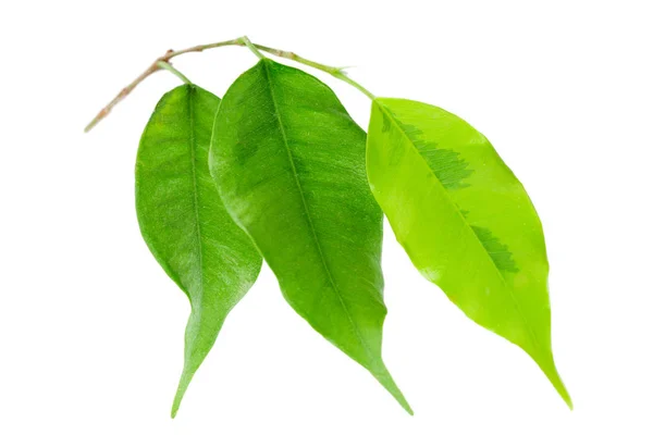 Ficus Feuilles Isolé Sur Fond Blanc — Photo