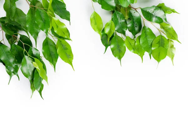 Ficus Hojas Aislado Sobre Fondo Blanco — Foto de Stock