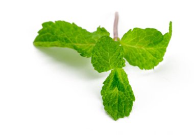 Taze yeşil nane, beyazda izole edilmiş.
