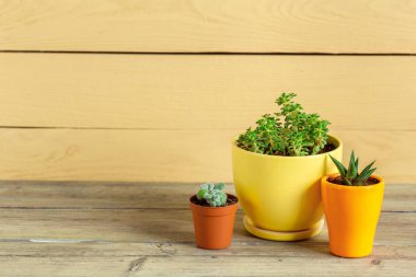 Tablo üzerinde gruplandırılmış etli bitkiler