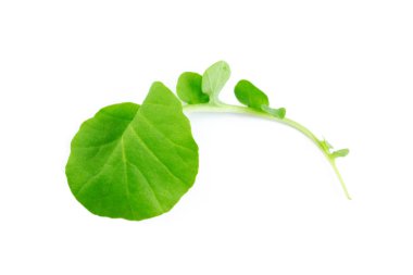 Beyaz arka plan üzerinde izole ıspanak