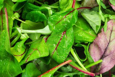 Yeşillik vurdu makroyu oluşturan yakın bırakır