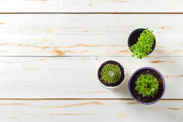 Potted Tanaman Kayu Putih — Stok Foto