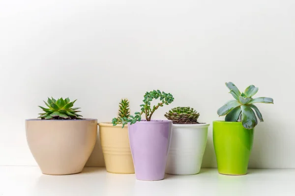 Pequeñas Plantas Suculentas Macetas Interior Del Hogar — Foto de Stock