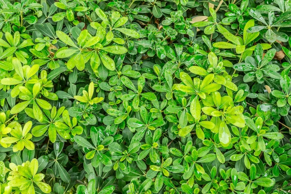 Textura Arbusto Verde Vista Cerca — Foto de Stock
