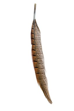 kuş tüyü beyaz arkaplanda izole edildi 