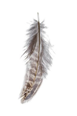 kuş tüyü beyaz arkaplanda izole edildi 
