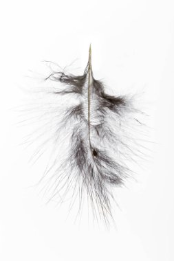 kuş tüyü beyaz arkaplanda izole edildi 