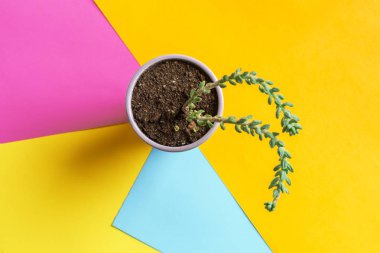 etli çiçek parlak renkli arka plan üzerinde. Düz yatıyordu, en iyi görünümü