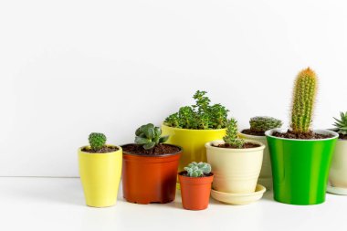 Succulents farklı tencere çeşitli