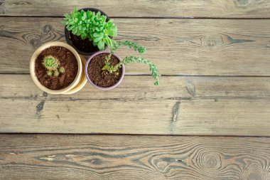 Tablo üzerinde gruplandırılmış etli bitkiler