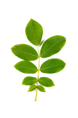 Beyaz arkaplanda yeşil yaprak izole edildi