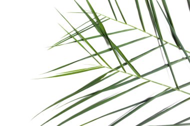 Beyaz arkaplanda palmiye yaprakları