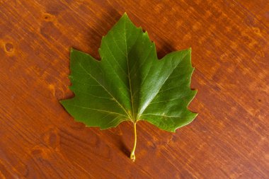 Ahşap arka plan üzerinde sonbahar yaprak yakın çekim