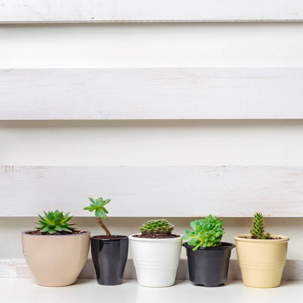 Pequenas Plantas Suculentas Vasos Interior Casa — Fotografia de Stock