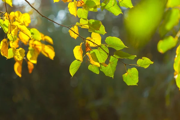 Осенние Листья Размытом Фоне — стоковое фото