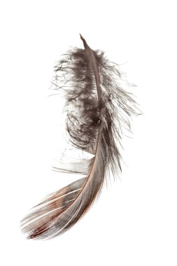 kuş tüyü beyaz arkaplanda izole edildi 