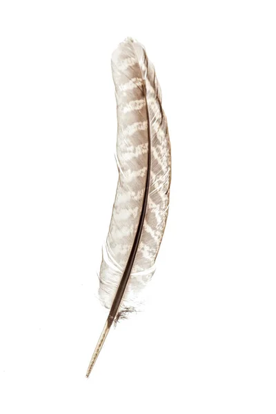 Bird Feather Isolated White Background — Stock Photo, Image