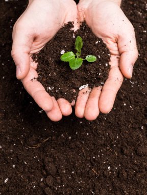 Hands holding sapling in soil surface clipart