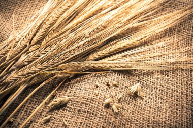 Kulakları buğday bir Sim Tarih