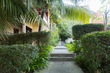 palmiye yaprakları park