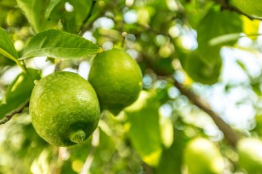 Ağaçtaki limona yakın çekim