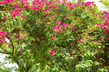 Güzel Bahçe, arka plan üzerinde Kapat