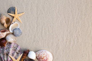 Arka planda kum olan deniz kabukları
