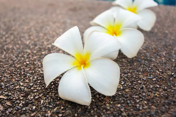 花的花朵特写镜头 — 图库照片